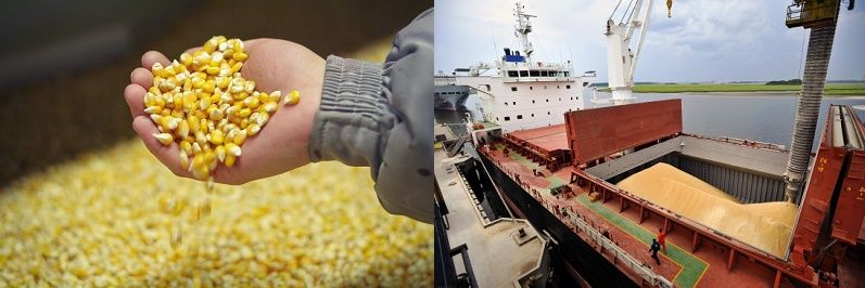 кормовая кукуруза. перевозки кукурузы. перевозки кукурузы. отгрузка зерна. перевозки кукурузы.