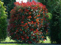 Фотиния Фразера Photinia fraseri формированная