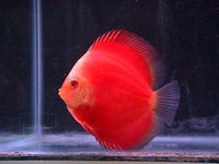Аквариумная рыбка Дискус красная дыня