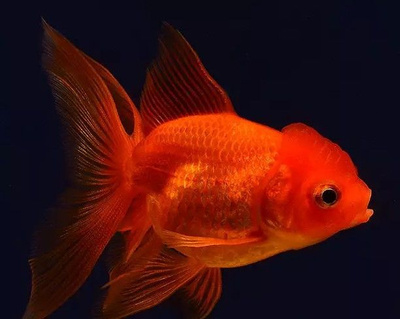 Аквариумная рыбка Золотая рыбка красная от компании Аквариф купить в городеНижний Новгород
